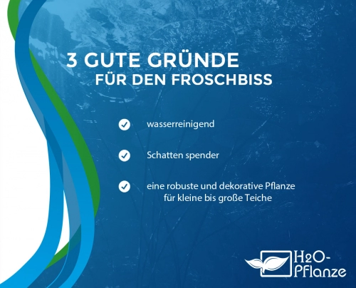 südamerikanischer Froschbiss - Limnobium laevigatum